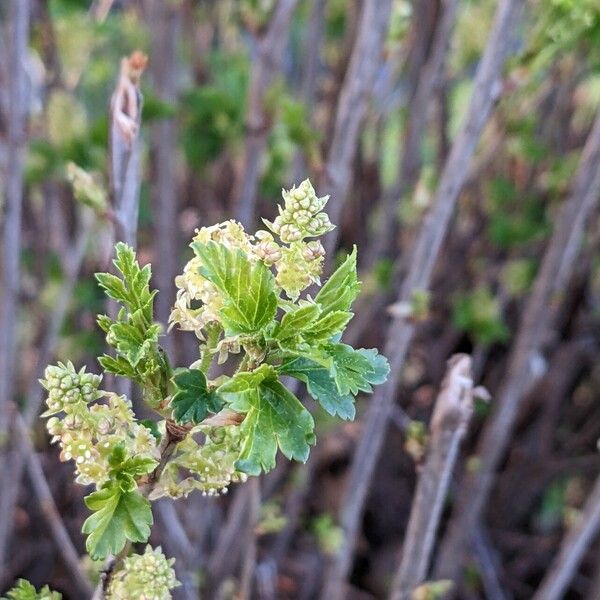 Ribes alpinum Lorea