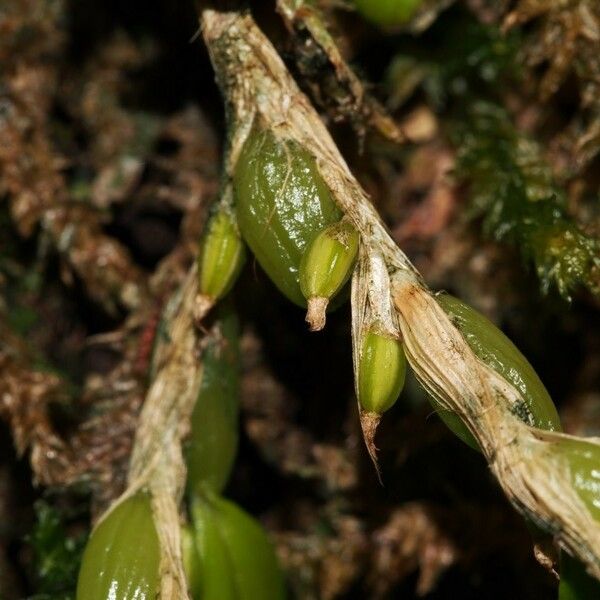 Bulbophyllum absconditum Fruit