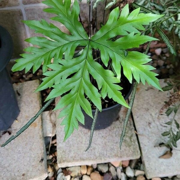 Doryopteris concolor Fuelha