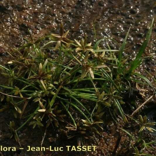 Cyperus flavescens Агульны выгляд