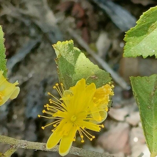 Grewia flavescens Flower