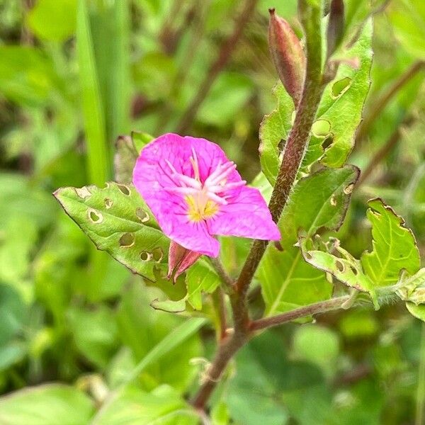 Oenothera rosea Blomma