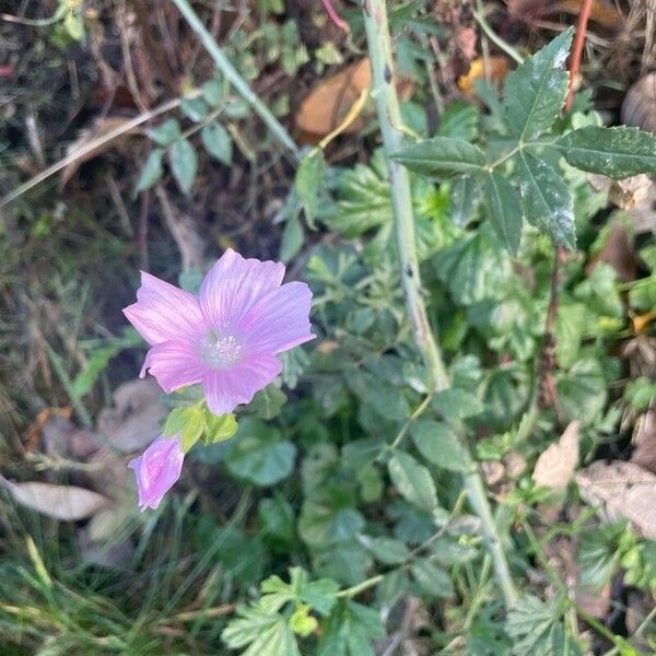 Malva moschata 花