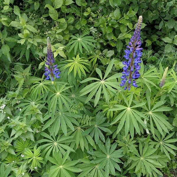 Lupinus polyphyllus Vekstform