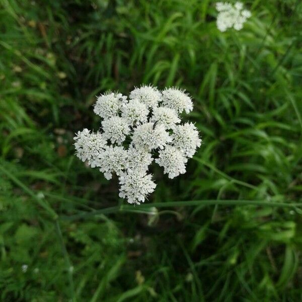 Oenanthe pimpinelloides Floare