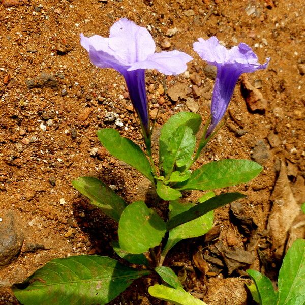 Ruellia tuberosa Hàbitat