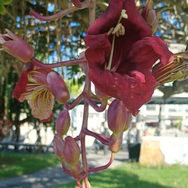 Kigelia africana Flower