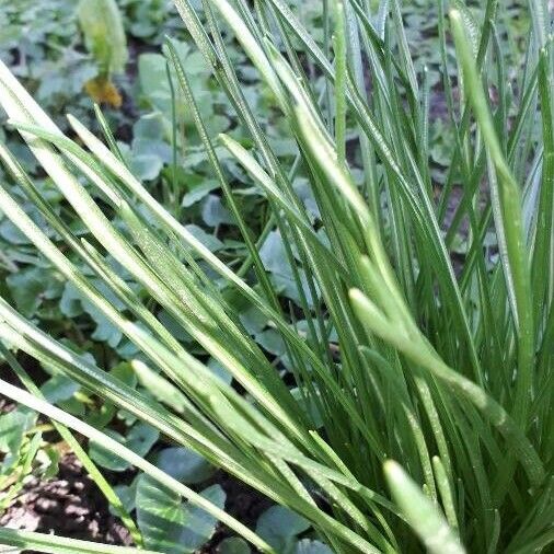 Ranunculus minimus Blad