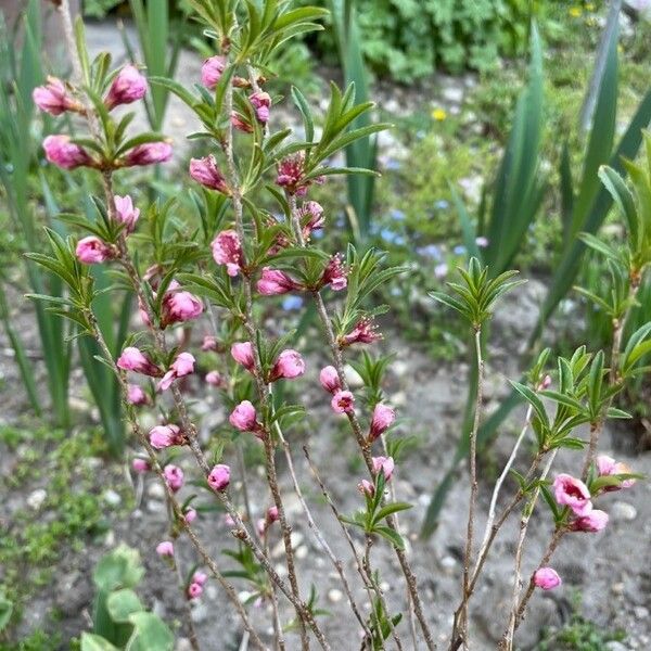 Prunus tenella Квітка