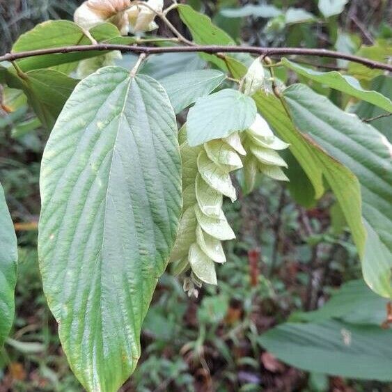 Flemingia strobilifera Frutto