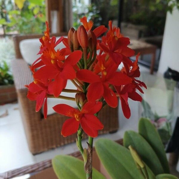 Epidendrum ibaguense Blomst