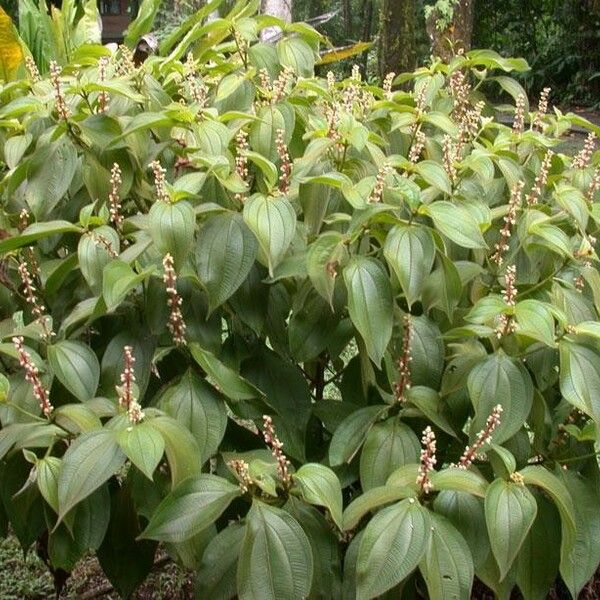 Miconia nervosa