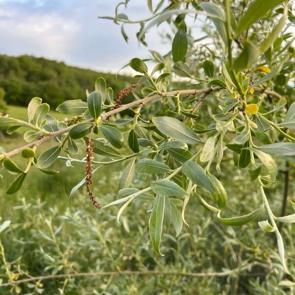 Salix alba ഇല
