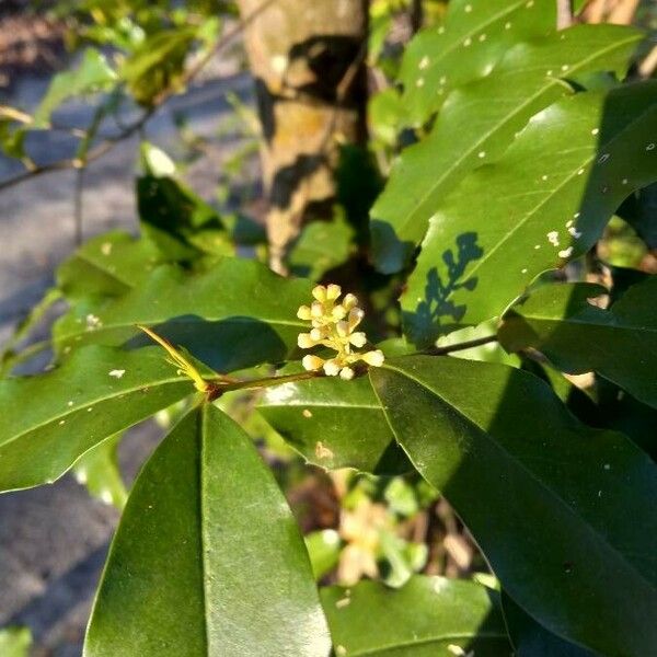 Prunus caroliniana Blomst