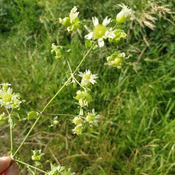 Silene baccifera 花