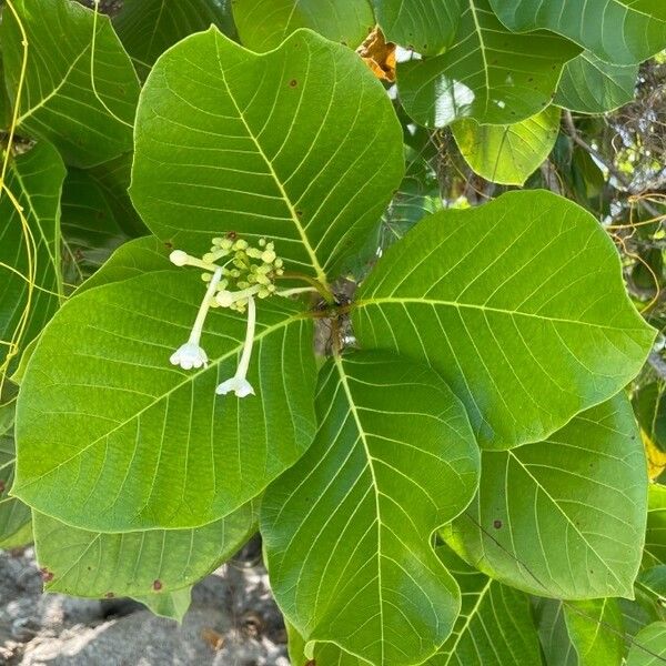 Guettarda speciosa Foglia