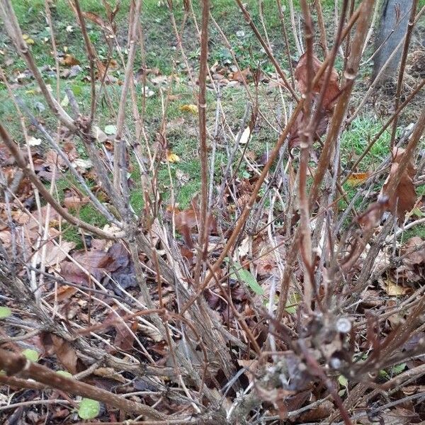 Viburnum opulus Natur