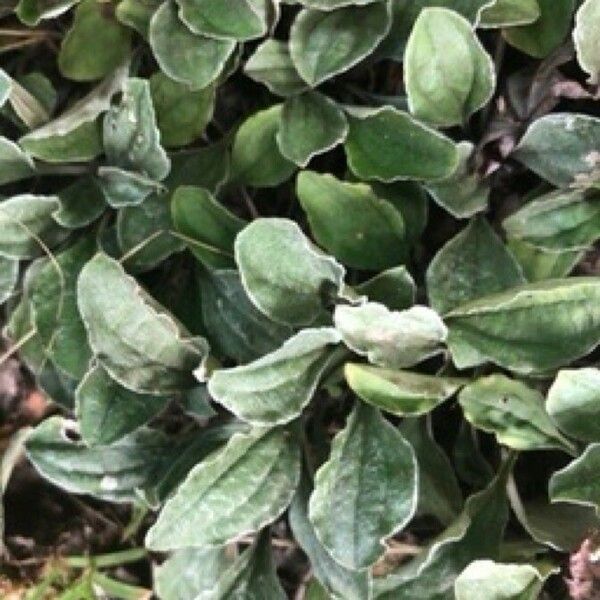 Antennaria parlinii Leaf