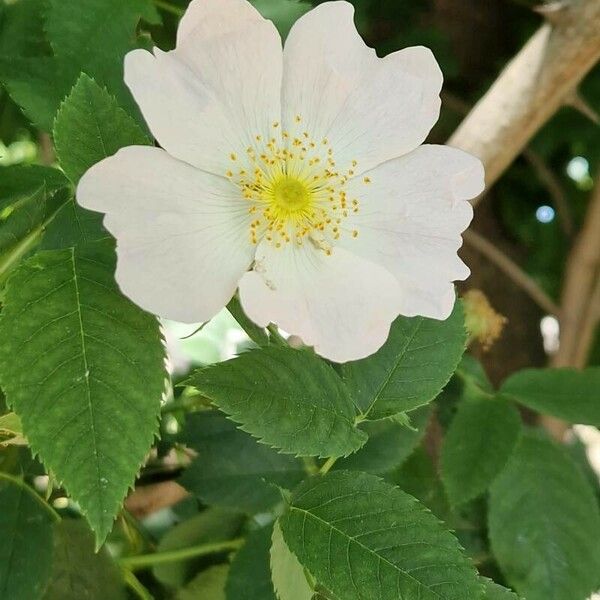 Rosa canina Flower