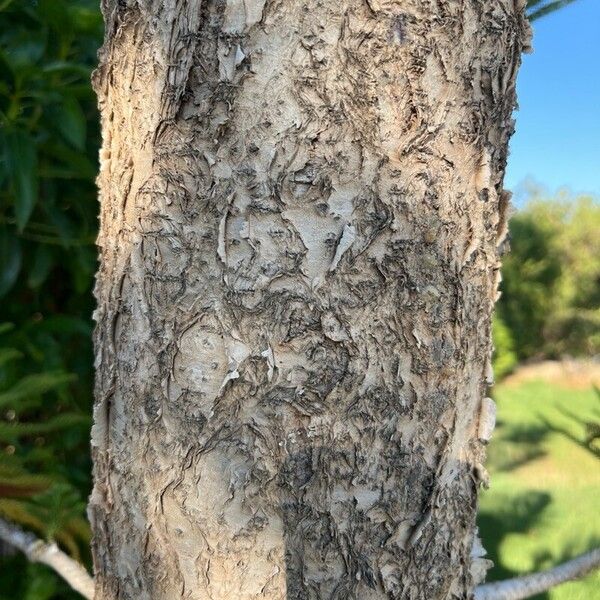 Araucaria heterophylla Bark