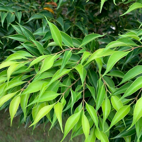 Syzygium acuminatissimum Leaf