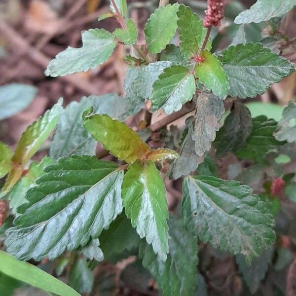 Acalypha multicaulis Leaf