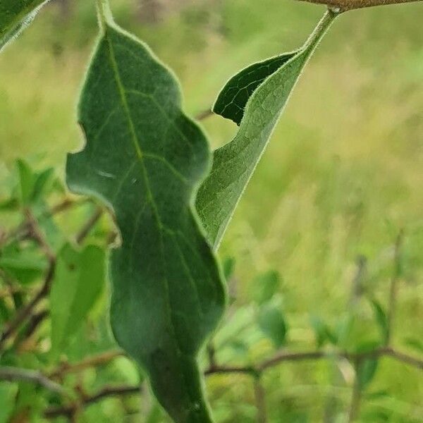 Volkameria eriophylla Leaf