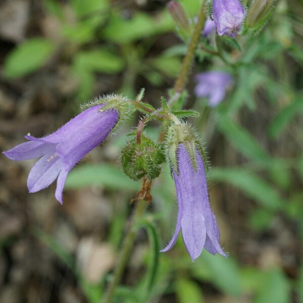 Campanula sibirica Blomma