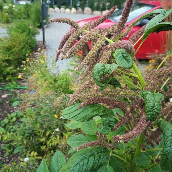 Amaranthus caudatus Flower