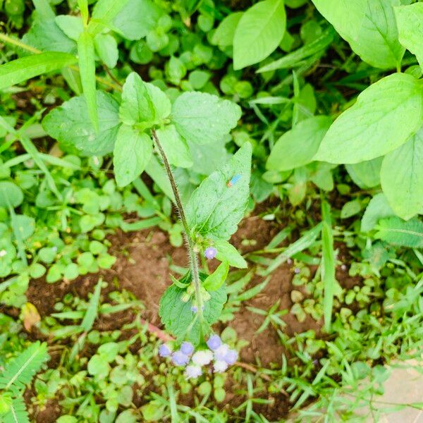 Ageratum conyzoides Leht