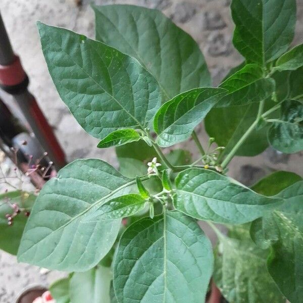Solanum americanum Floro