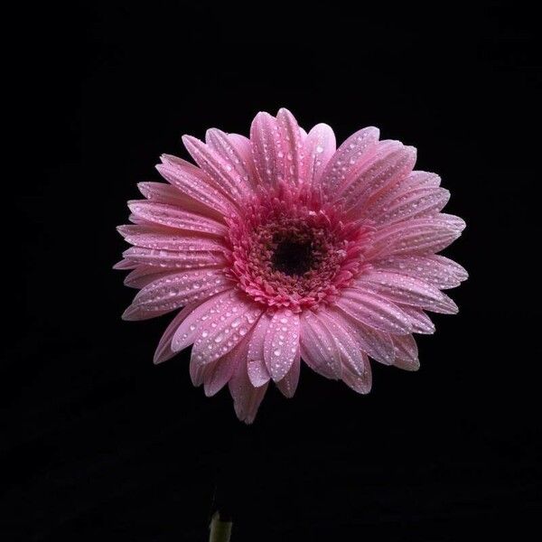 Gerbera jamesonii 花