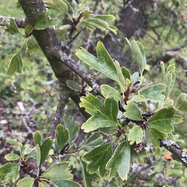 Crataegus × macrocarpa Feuille