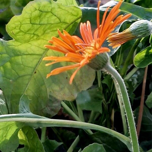 Gerbera jamesonii Květ