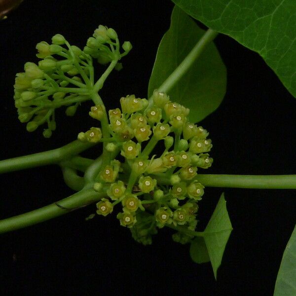 Cissampelos pareira Habitat