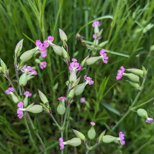 Silene conica 花