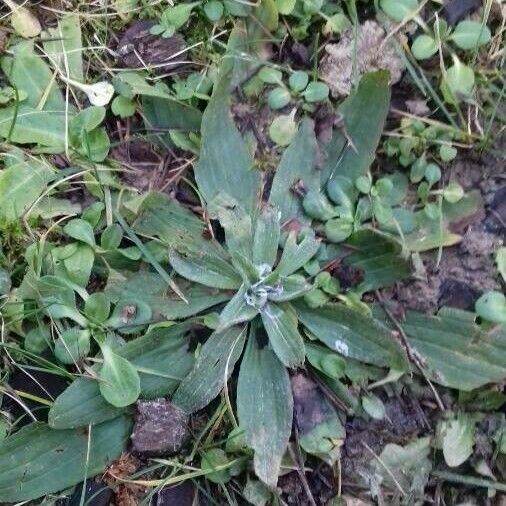 Plantago lanceolata Tervik taim