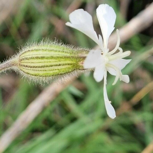 Silene dichotoma Blüte