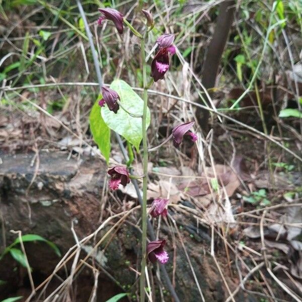 Eulophia nuda 花