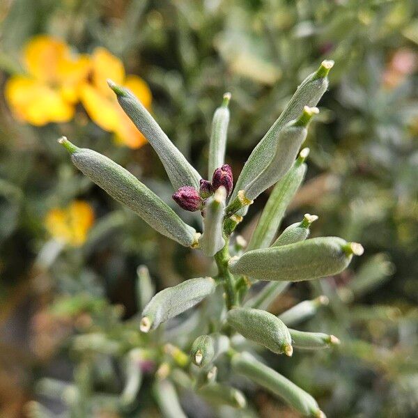 Erysimum × cheiri Ffrwyth