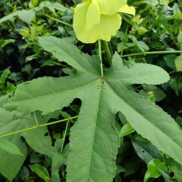 Abelmoschus moschatus Leaf