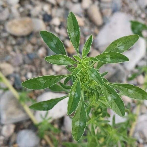 Amaranthus blitoides Φύλλο