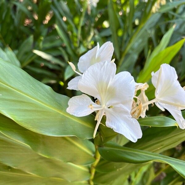 Hedychium coronarium Flower