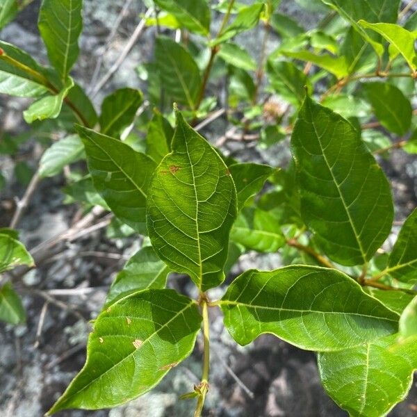 Cephalanthus occidentalis Folha