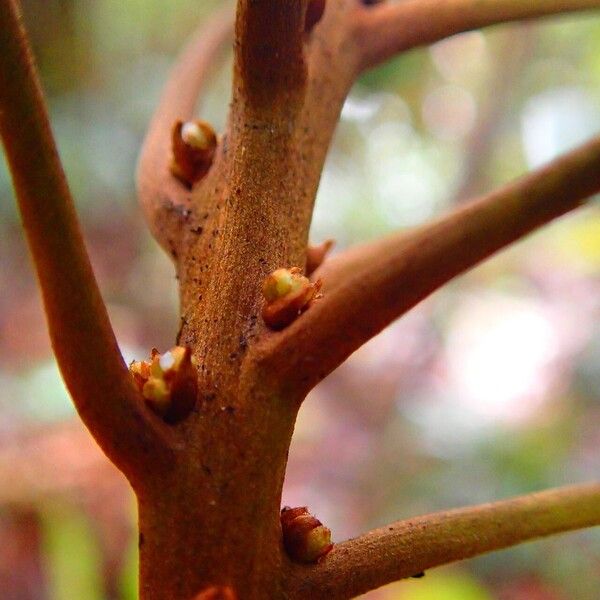 Pleioluma longipetiolata Casca