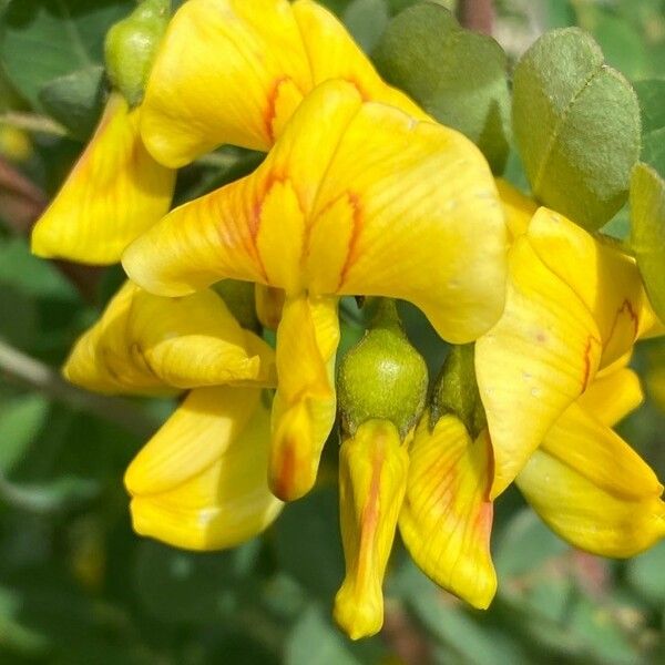 Colutea arborescens Цветок