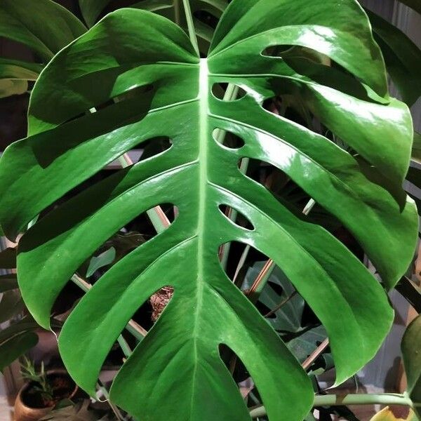 Monstera deliciosa Folha