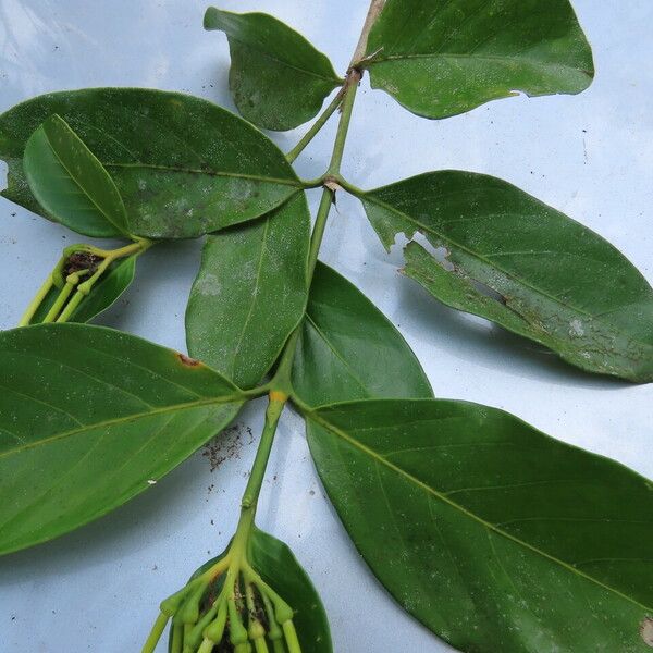 Posoqueria latifolia Lapas