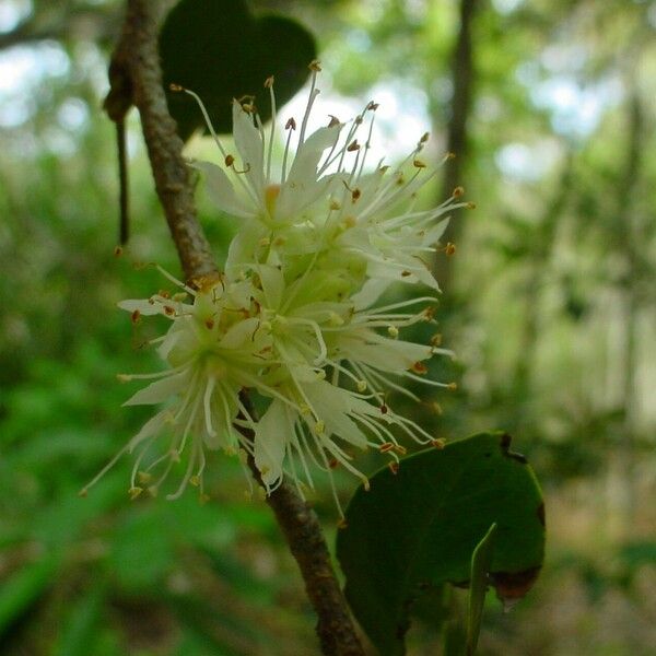 Cynometra ramiflora Λουλούδι