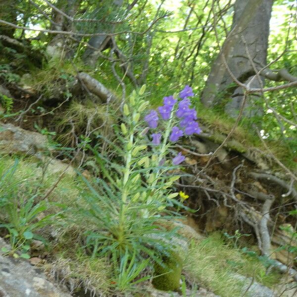 Campanula speciosa Buveinė